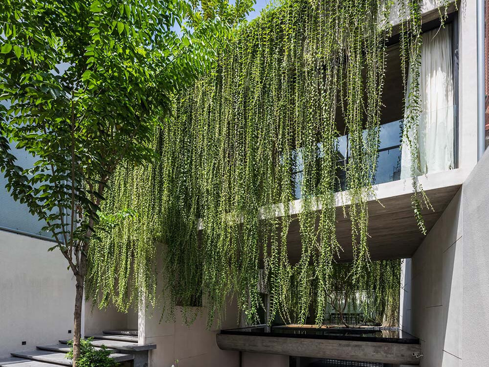 Concrete architecture meets climbing vines as greenery slowly spreads across a steel screen, transforming a simple city house into a lush vertical garden.